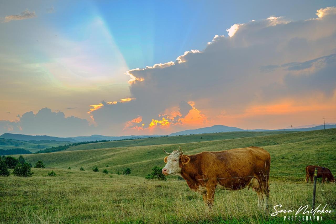 Apartman 65 Zlatibor Bagian luar foto